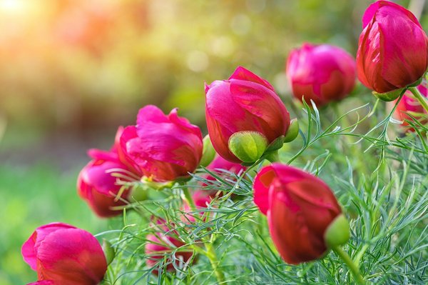 What's the Best Way to Grow and Care for Peonies in the UK's humid climate?